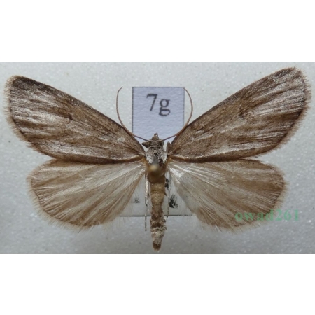 Pachycnemia hippocastanaria (Hübner, 1799) Płazik wrzosowiak Czech7g